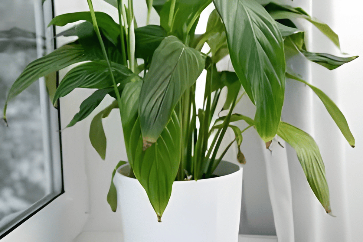 peace lily brown tips.png